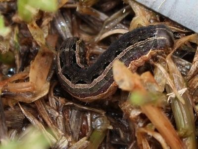 lawn grub treatments armyworm caterpillar ipswich area qld 4305