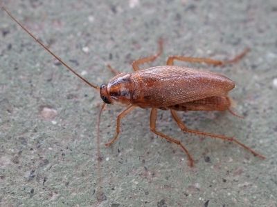 ipswich pest control