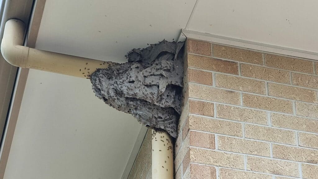 wasp pest control ipswich qld