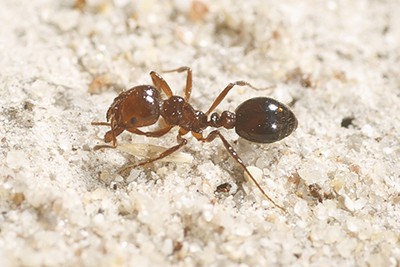 ant control