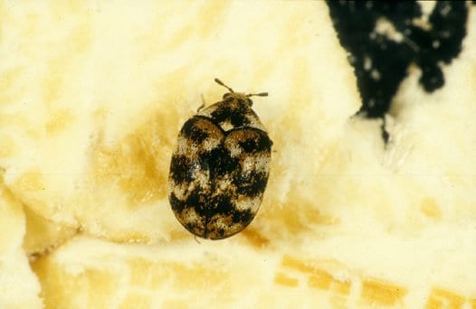 carpet beetle control