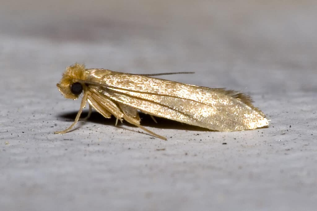 clothes moth control