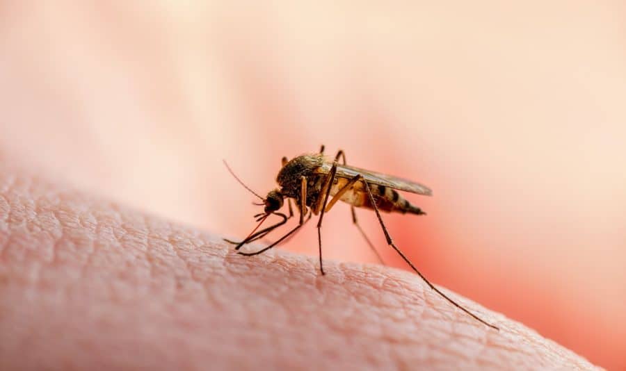 mosquito control