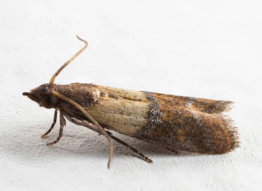 pantry moth control