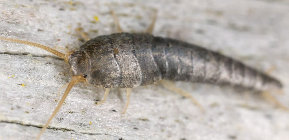 silverfish control