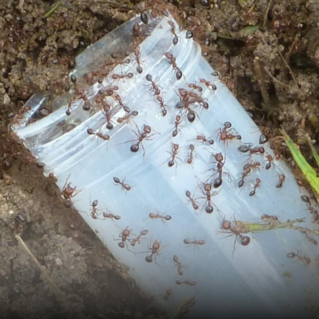 red imported fire ant treatments ipswich brisbane