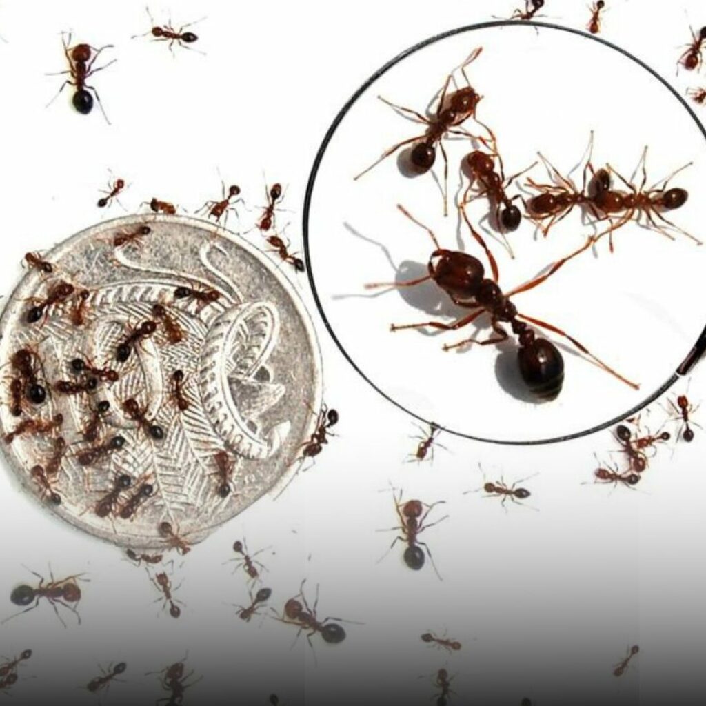 red imported fire ant treatment ipswich brisbane