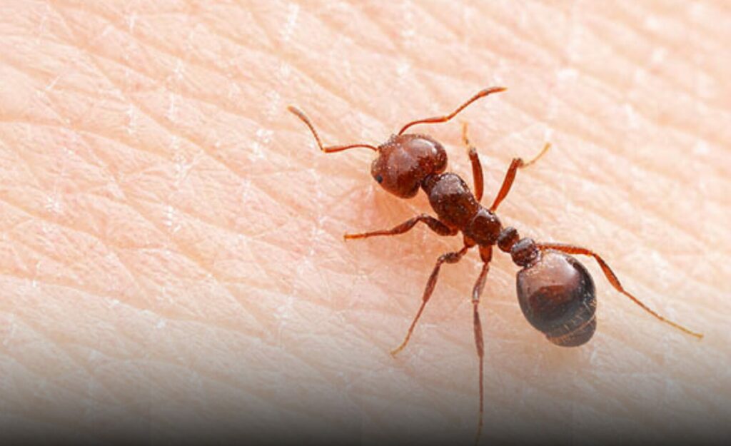 red imported fire ant treatment ipswich brisbane