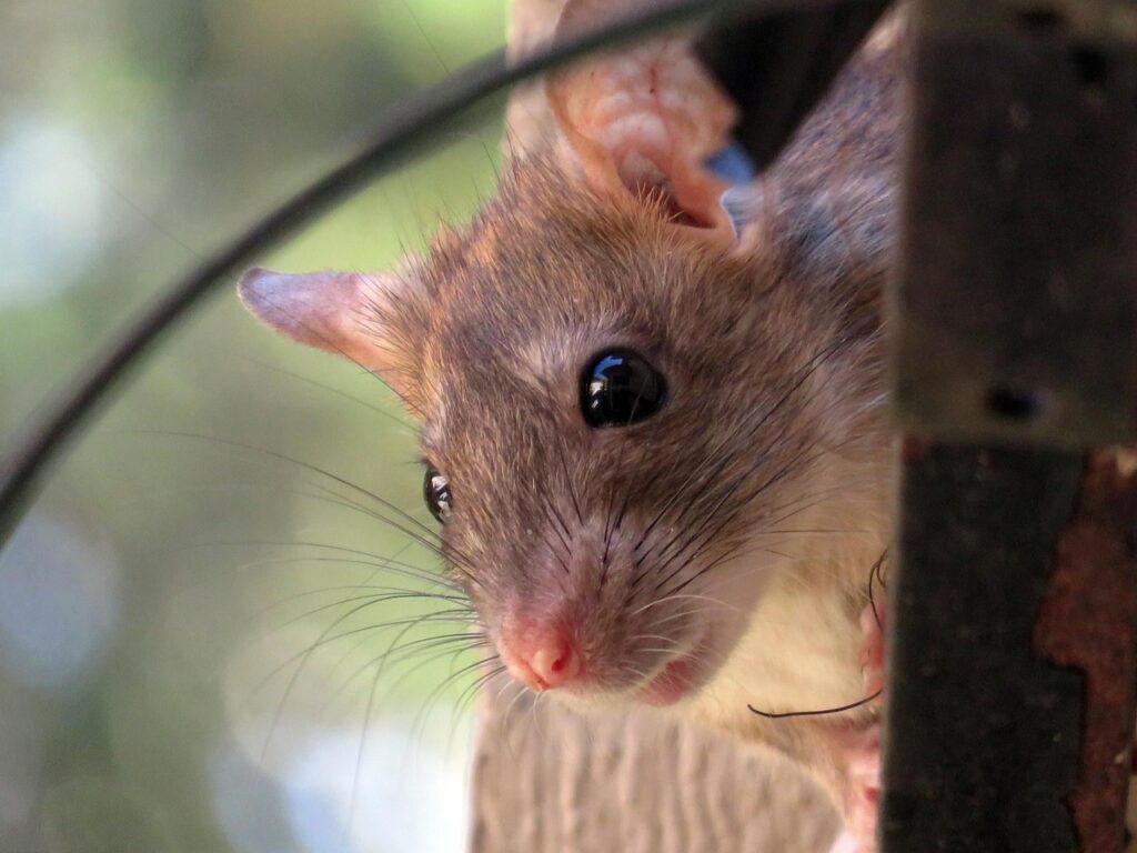 Black Rat (Rattus rattus) — Roof Rat — common pest in Ipswich roof voids and ceilings