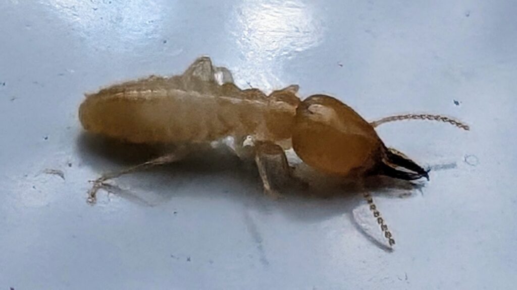 How Fast Can Coptotermes acinaciformis Destroy a Timber Frame House