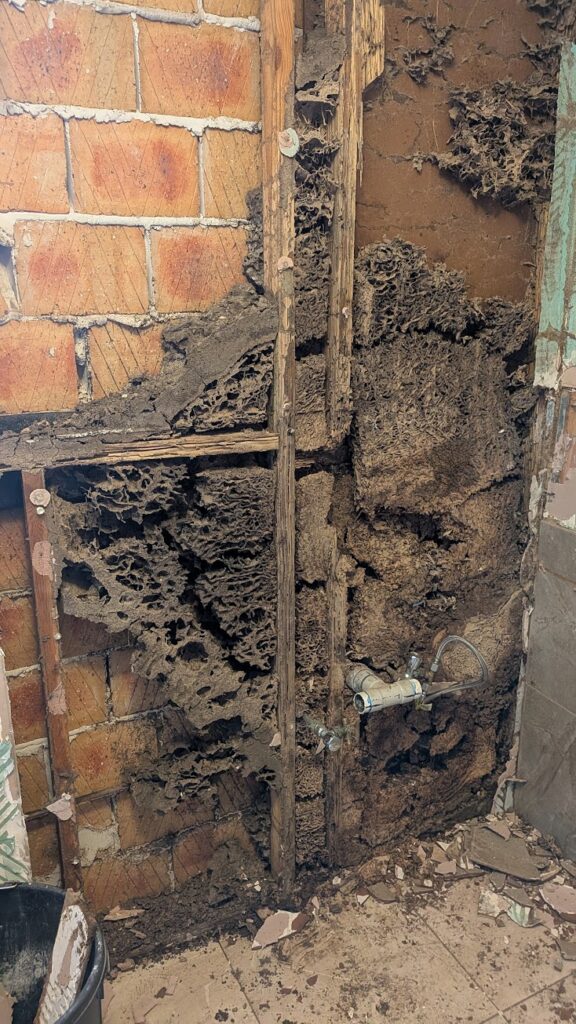 Signs of a Million-Termite Nest Hidden in Your Brisbane Wall Cavity