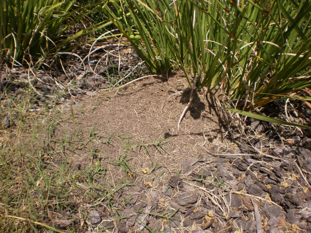 What to Do If You Find a Fire Ant Nest in Your Ipswich Backyard