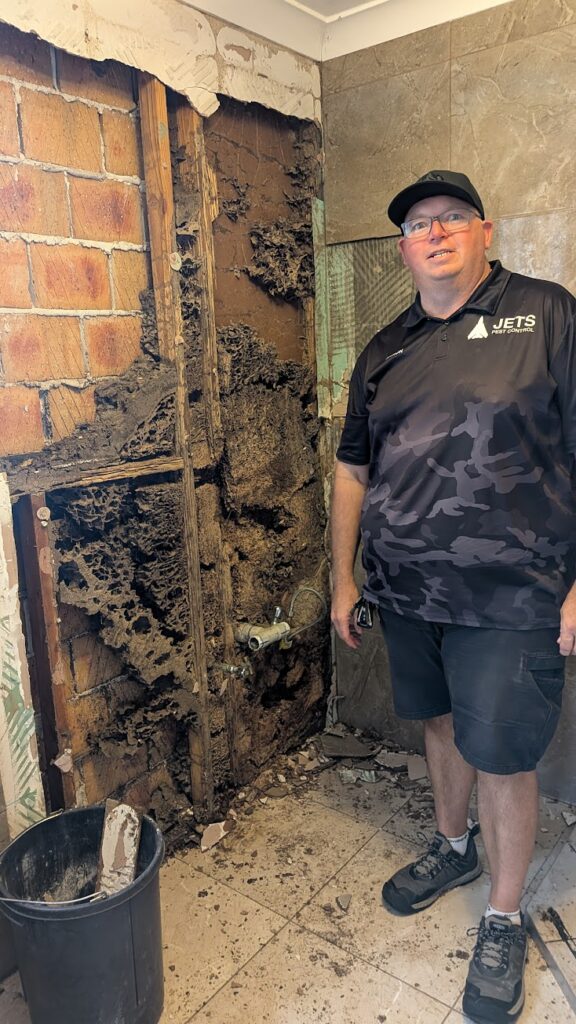 Who Is Responsible for Termite Damage in a Rental Property? Landlord or Tenant?