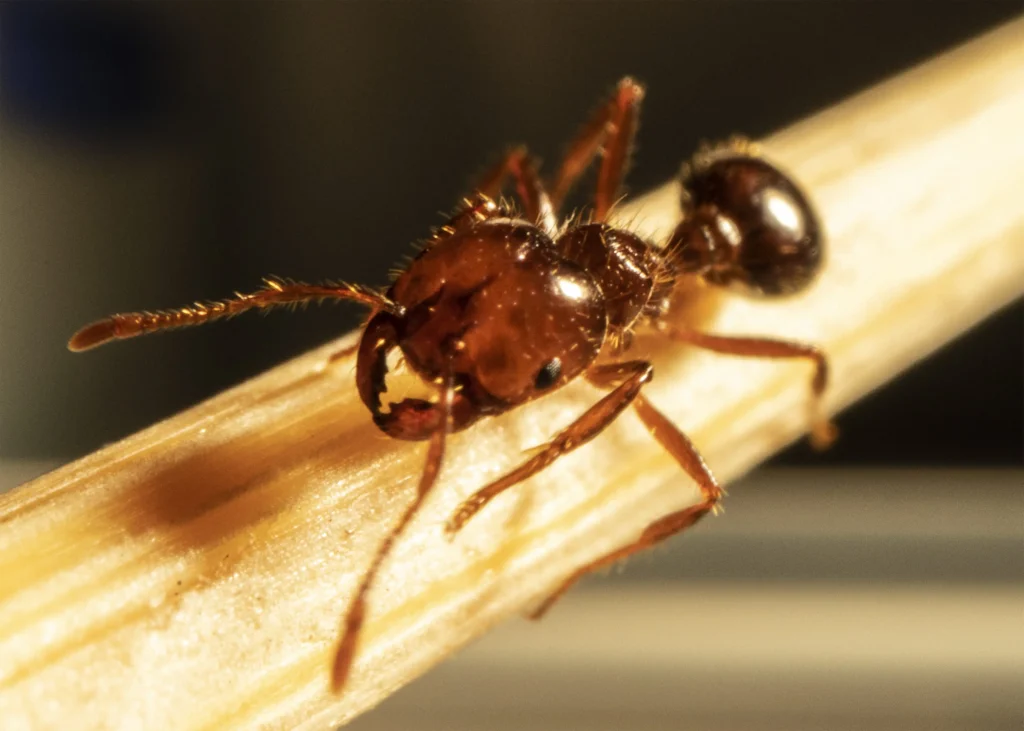 Why Boiling Water and Petrol Will Not Kill a Fire Ant Queen