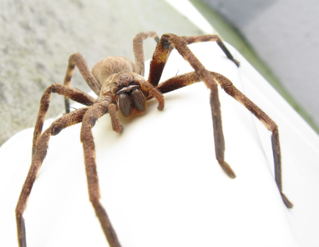 Why Do Huntsman Spiders Hide Behind Car Sun Visors in Australia?