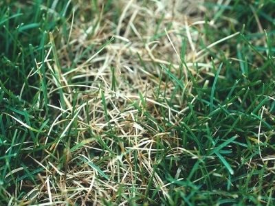 lawn disease treatment ipswich area qld 4305